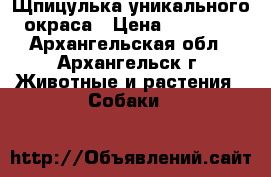 Щпицулька уникального окраса › Цена ­ 20 000 - Архангельская обл., Архангельск г. Животные и растения » Собаки   